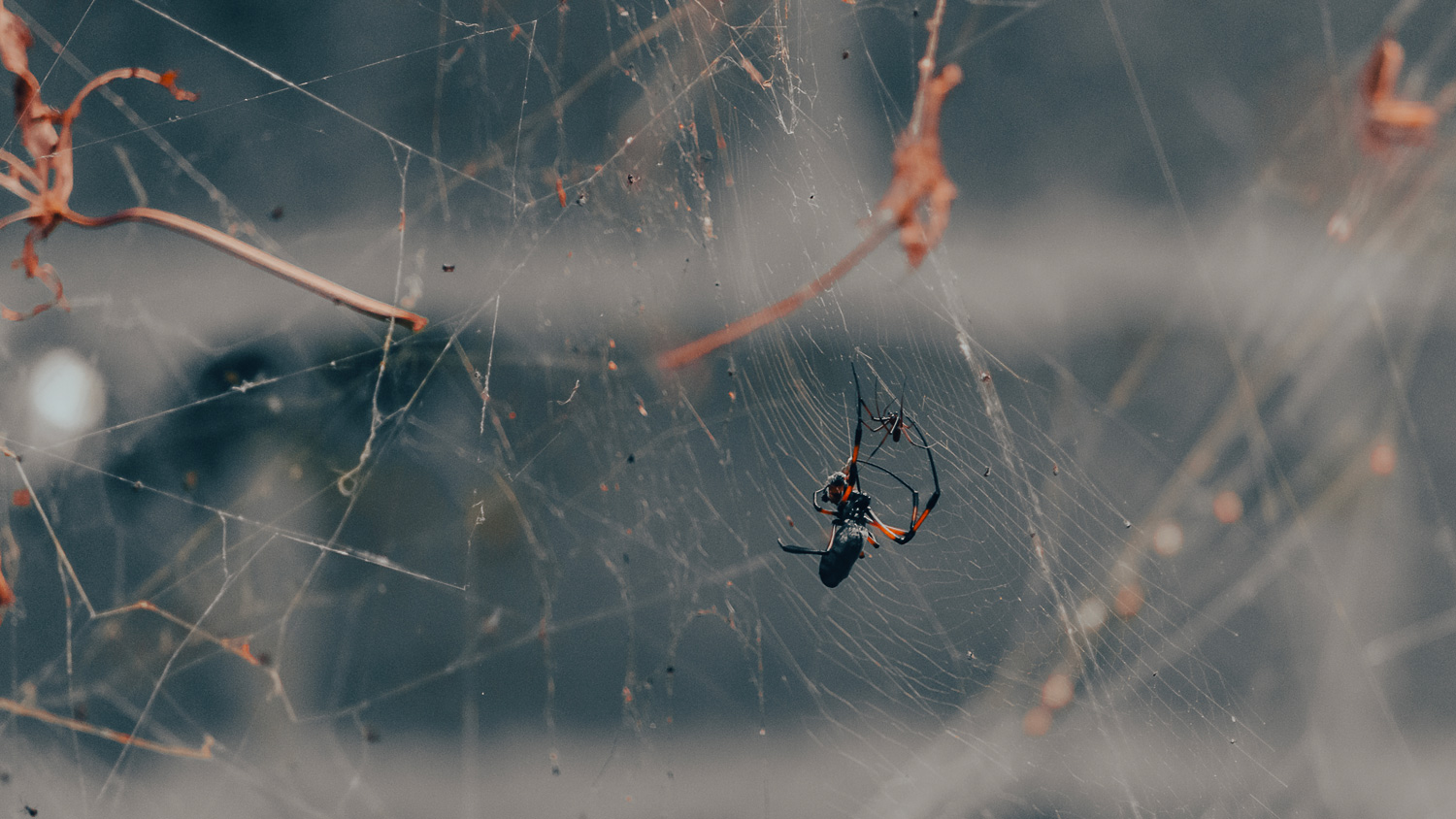 Golden Orb spider on a delicate web with soft background blur, macro photography by Olivier Jodun